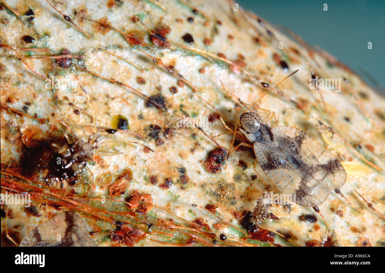 Azalea lace bug (adult and nymphs) and damage caused to Azalea Stock Photo