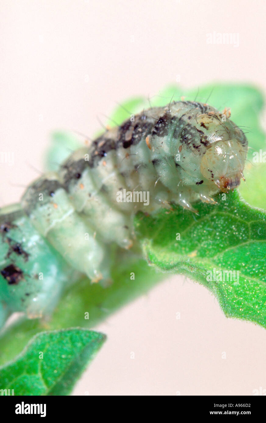 Australian native budworm (Helicoverpa punctigera) caterpillar (larva) Stock Photo