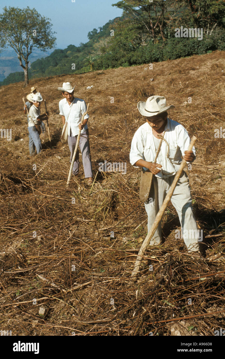 Mexico Puebla State Sierra de Puebla Indian men sowing maize using digging sticks Stock Photo