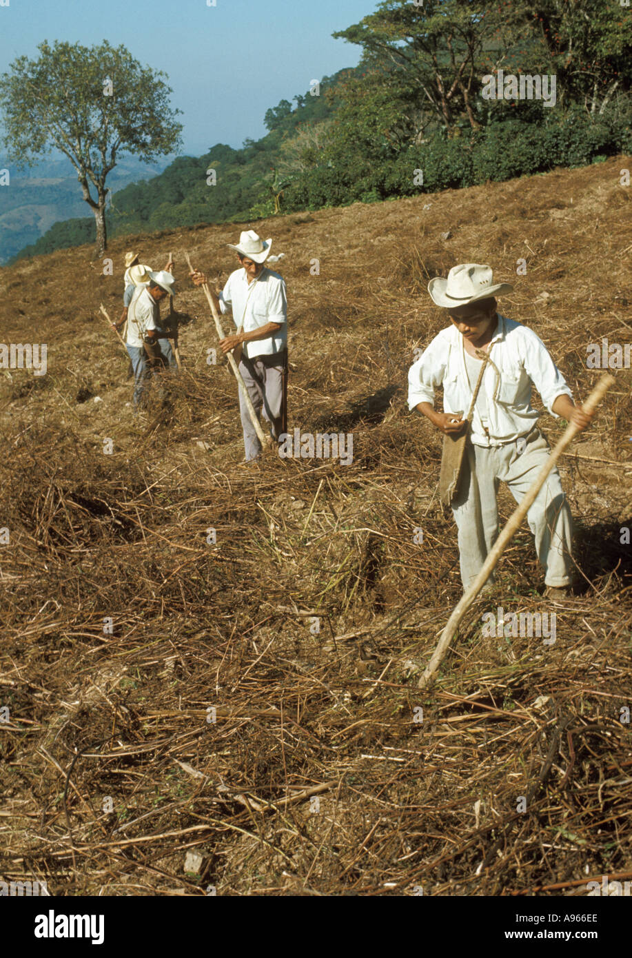 Mexico Puebla State Sierra de Puebla Indian men sowing maize using digging sticks Stock Photo