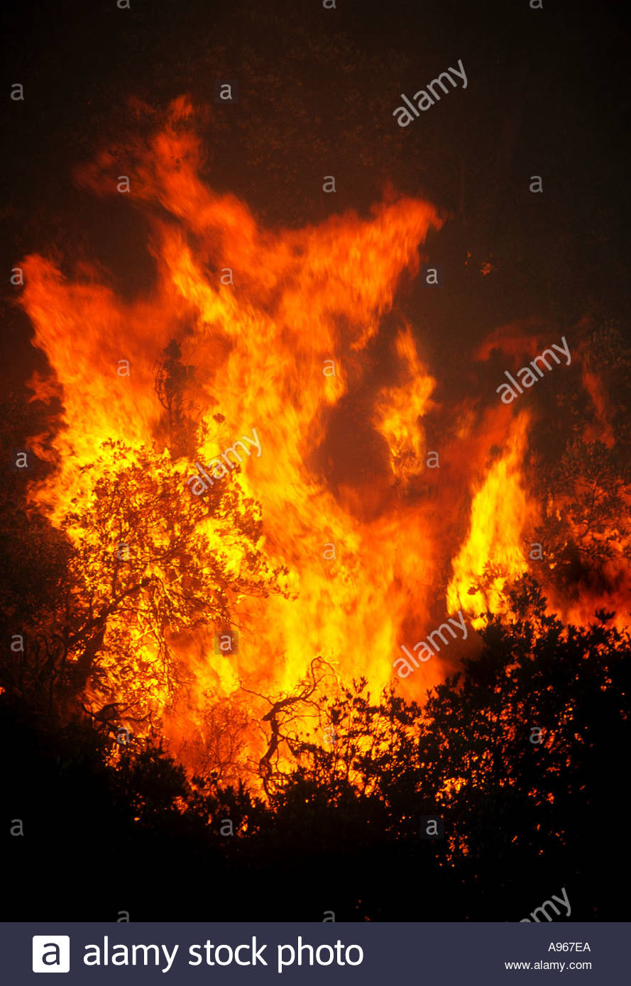 Forest Fire Stock Photos & Forest Fire Stock Images Alamy