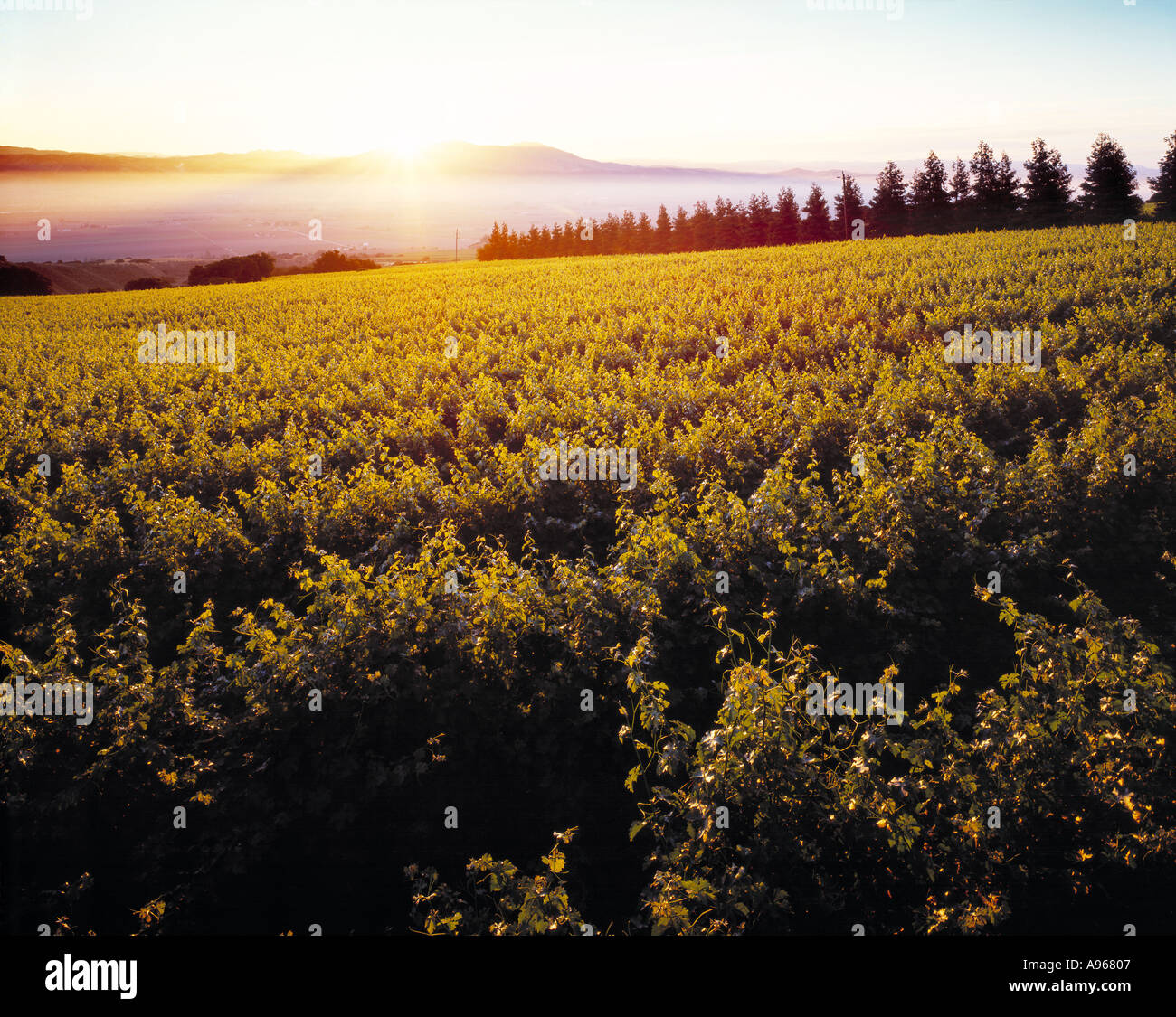 Agriculture Sloping wine grape vineyard sunrise with late Spring