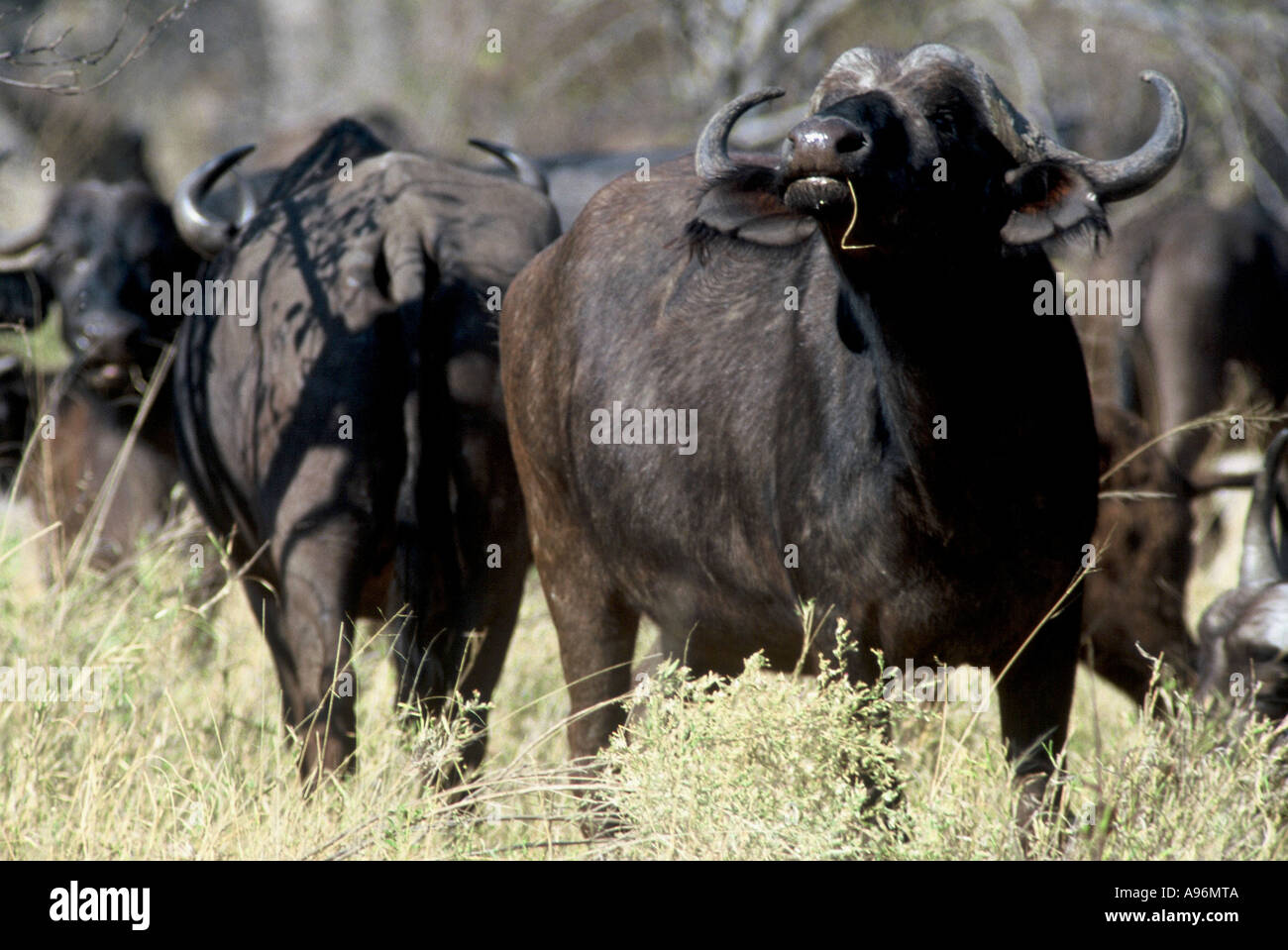 alert buffalo, Syncerus caffer Stock Photo