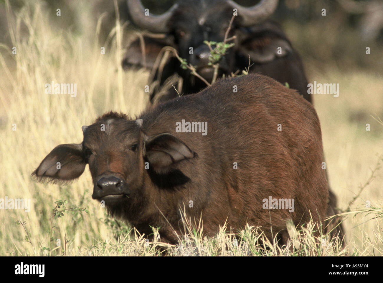 Buffalo calf, Syncerus caffer Stock Photo