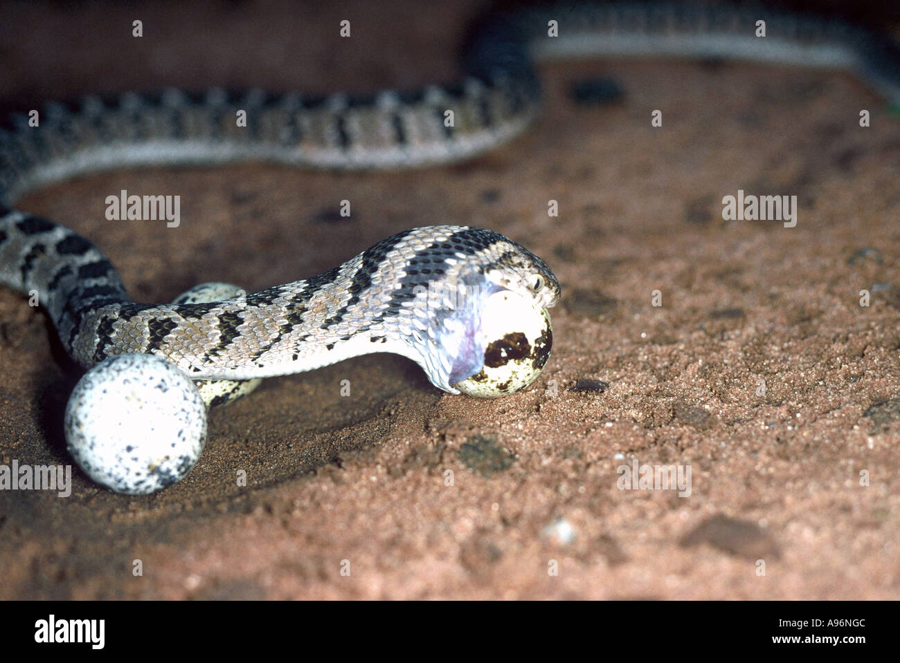 Rhombic Egg Eater swallowing egg, Dasypeltis scabra Stock Photo