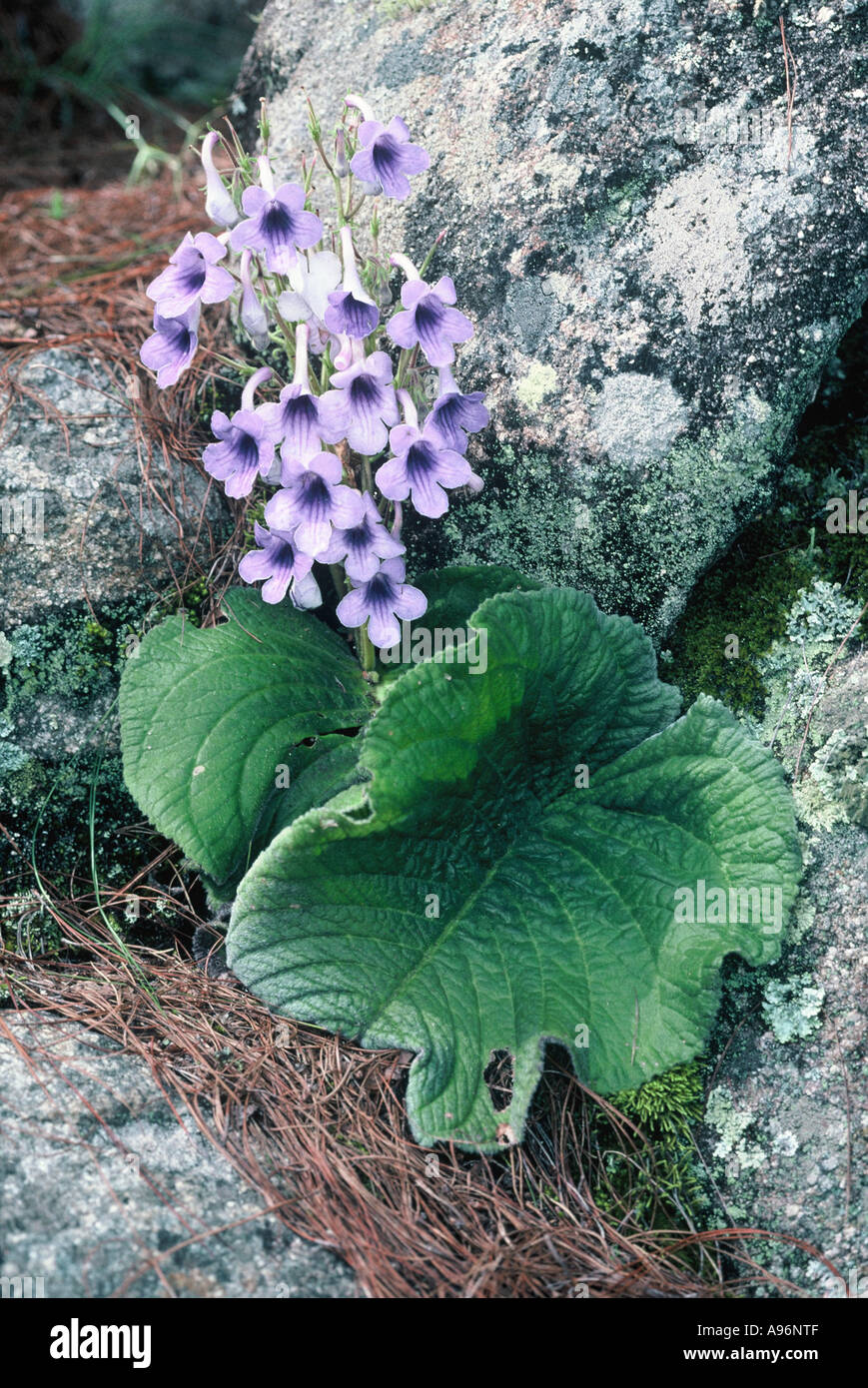 African Violet, Streptocarpus eylesii Bvumba Stock Photo
