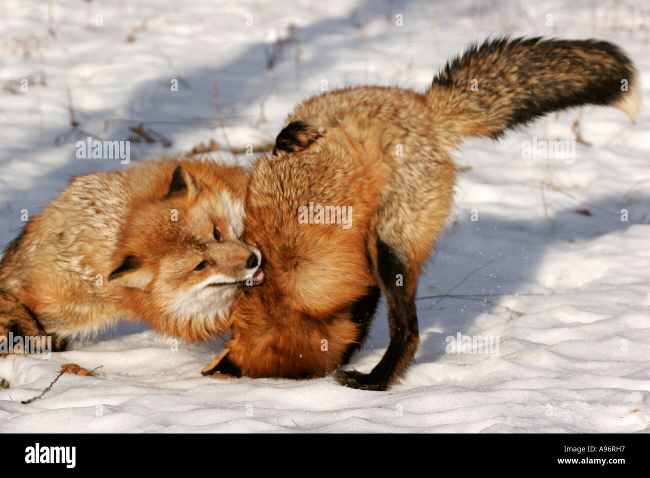 Two Red Foxes fighting Stock Photo