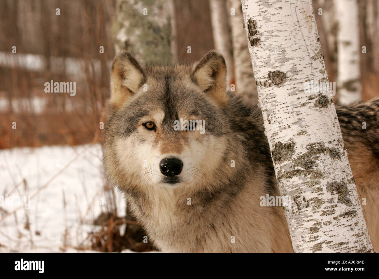 Timber Wolf in Northern Minnesota Stock Photo - Alamy
