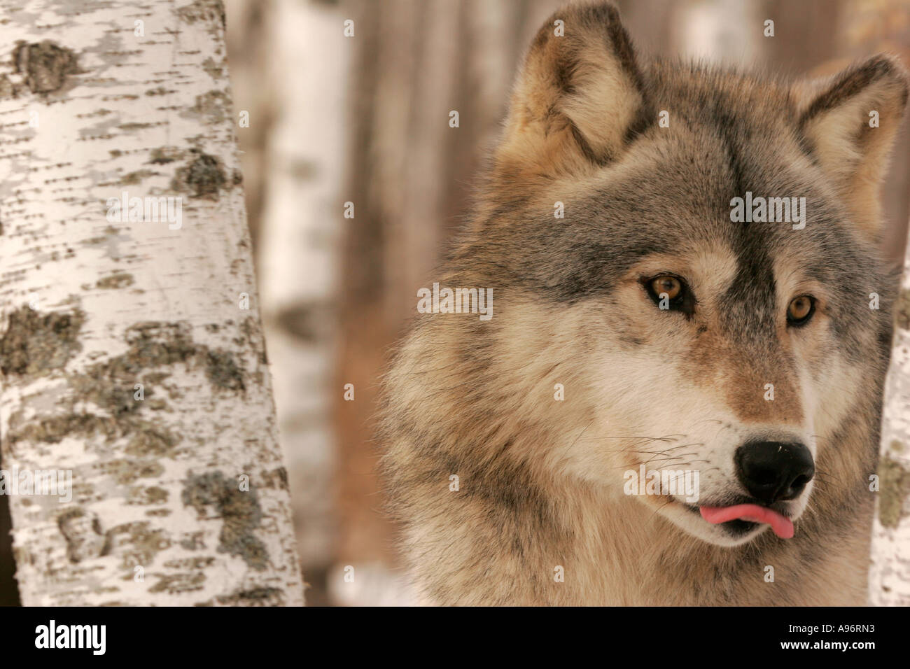 Timber Wolf in Northern Minnesota Stock Photo Alamy
