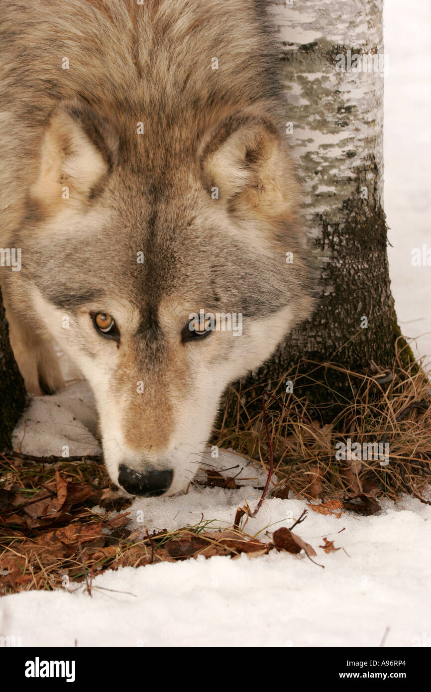 Timber Wolf in Northern Minnesota Stock Photo Alamy
