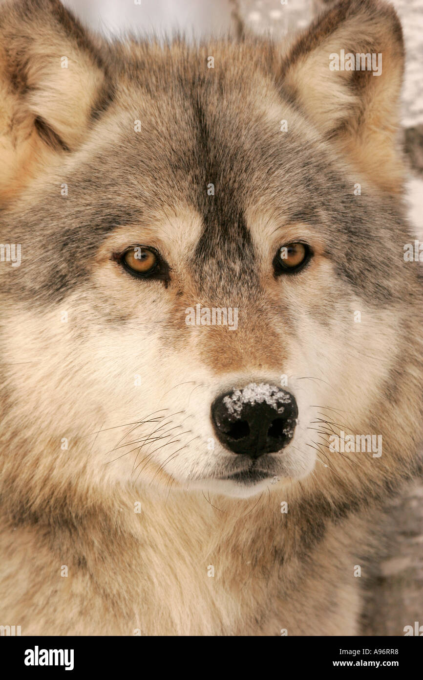 Timber Wolf in Northern Minnesota Stock Photo Alamy