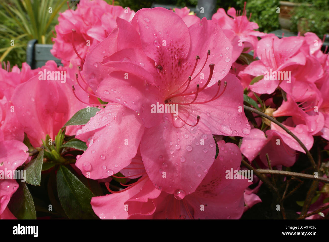 Rhododendron pink flowers Stock Photo
