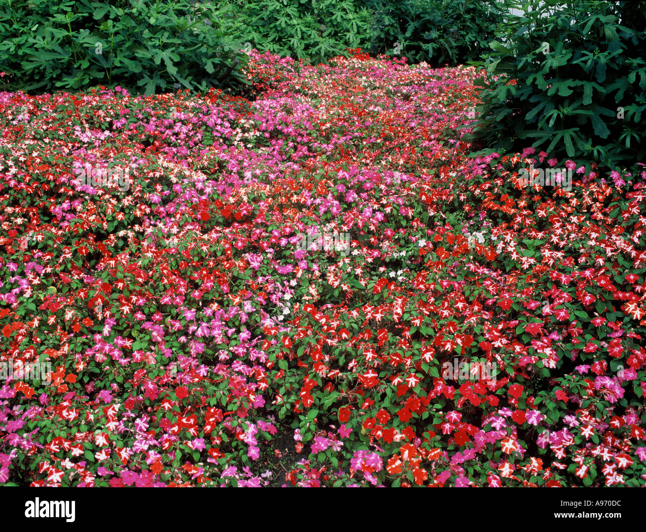My flower bed hi-res stock photography and images - Alamy