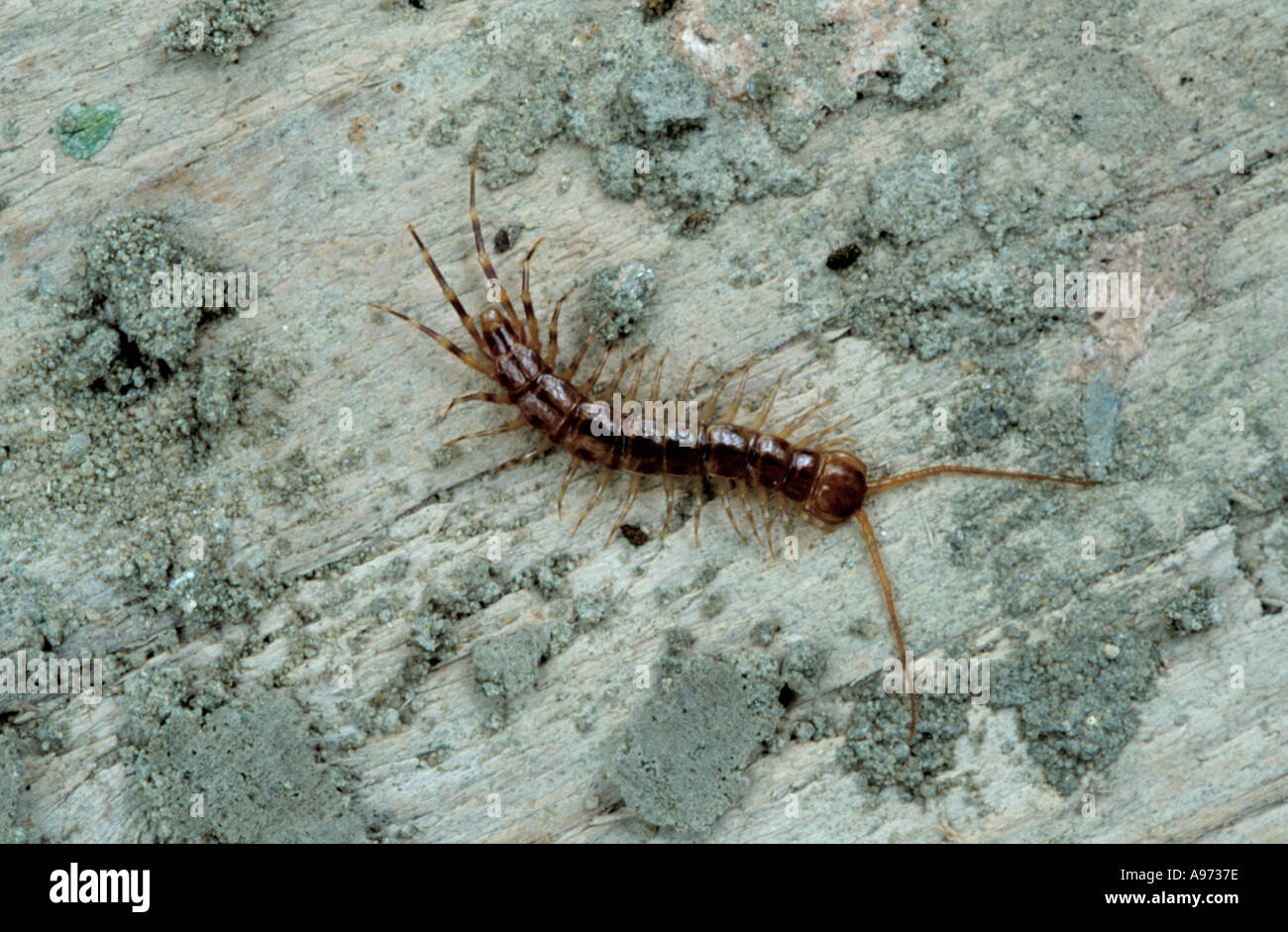 Variegated centipede (Lithobius variegatus), Family Lithobiidae. Stock Photo