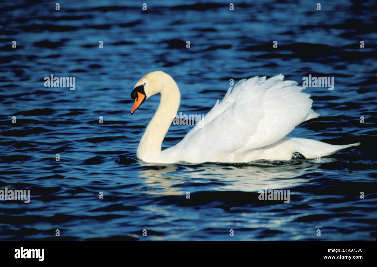 Mute Swan (Cygnus olor). Stock Photo