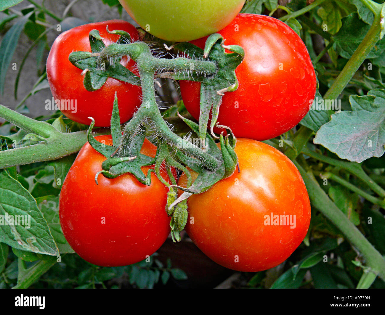 Tomato. Lycopersicon esculentum. It is a plant in the Solanaceae or  nightshade family. Maharashtra, india Stock Photo - Alamy