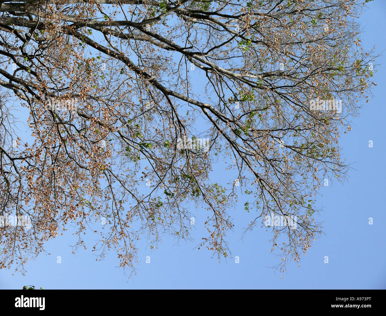 Dry tree branches with a pods, Empress garden, Pune, Maharashtra, India. Stock Photo