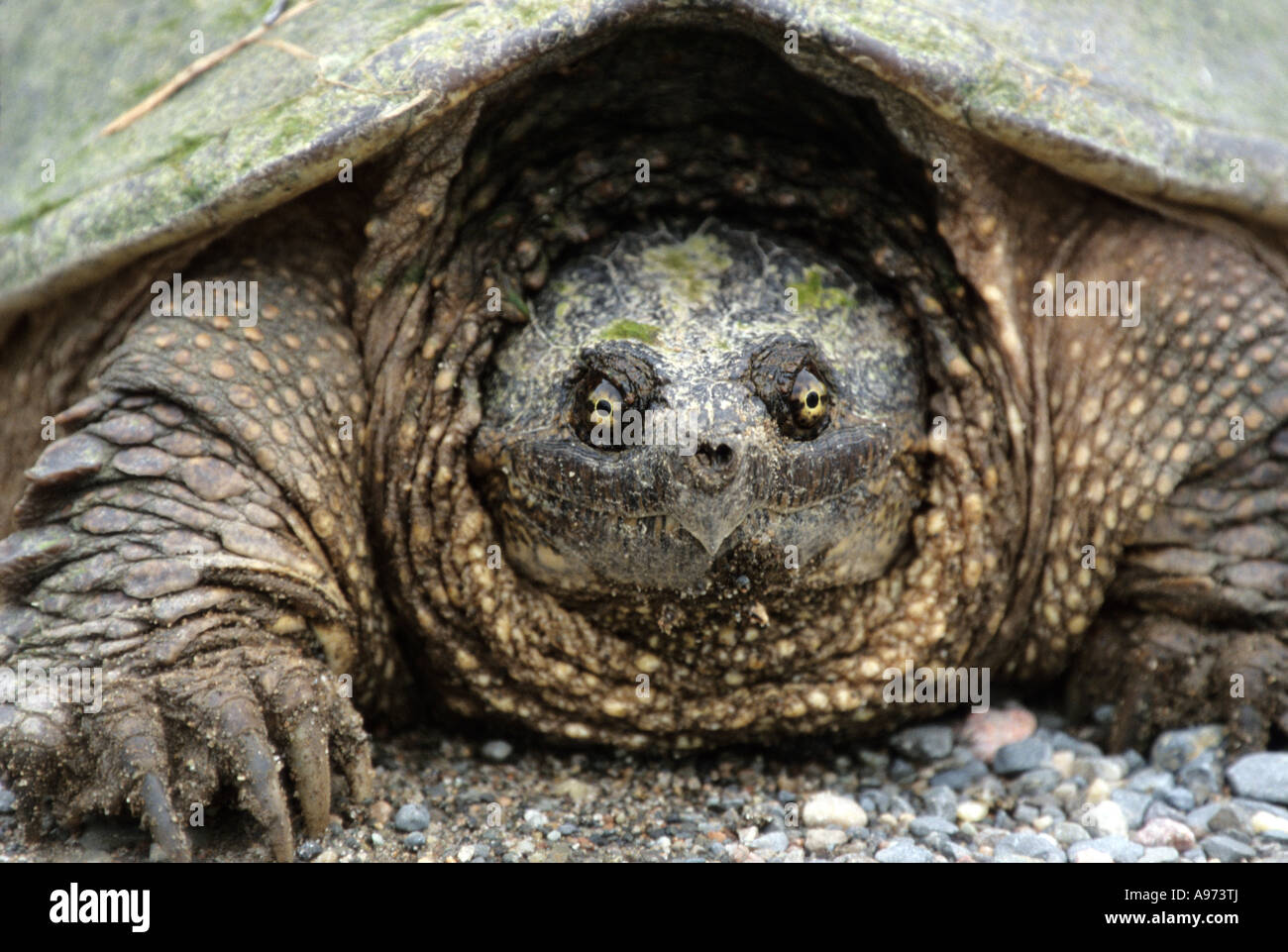 Female snapping turtle up close, Ontario, Canada Stock Photo Alamy