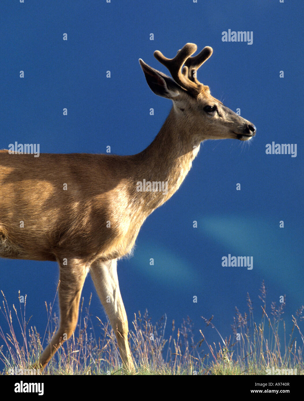 Black-tailed deer on Hurricane Ridge, Olympic National Park, Washington ...