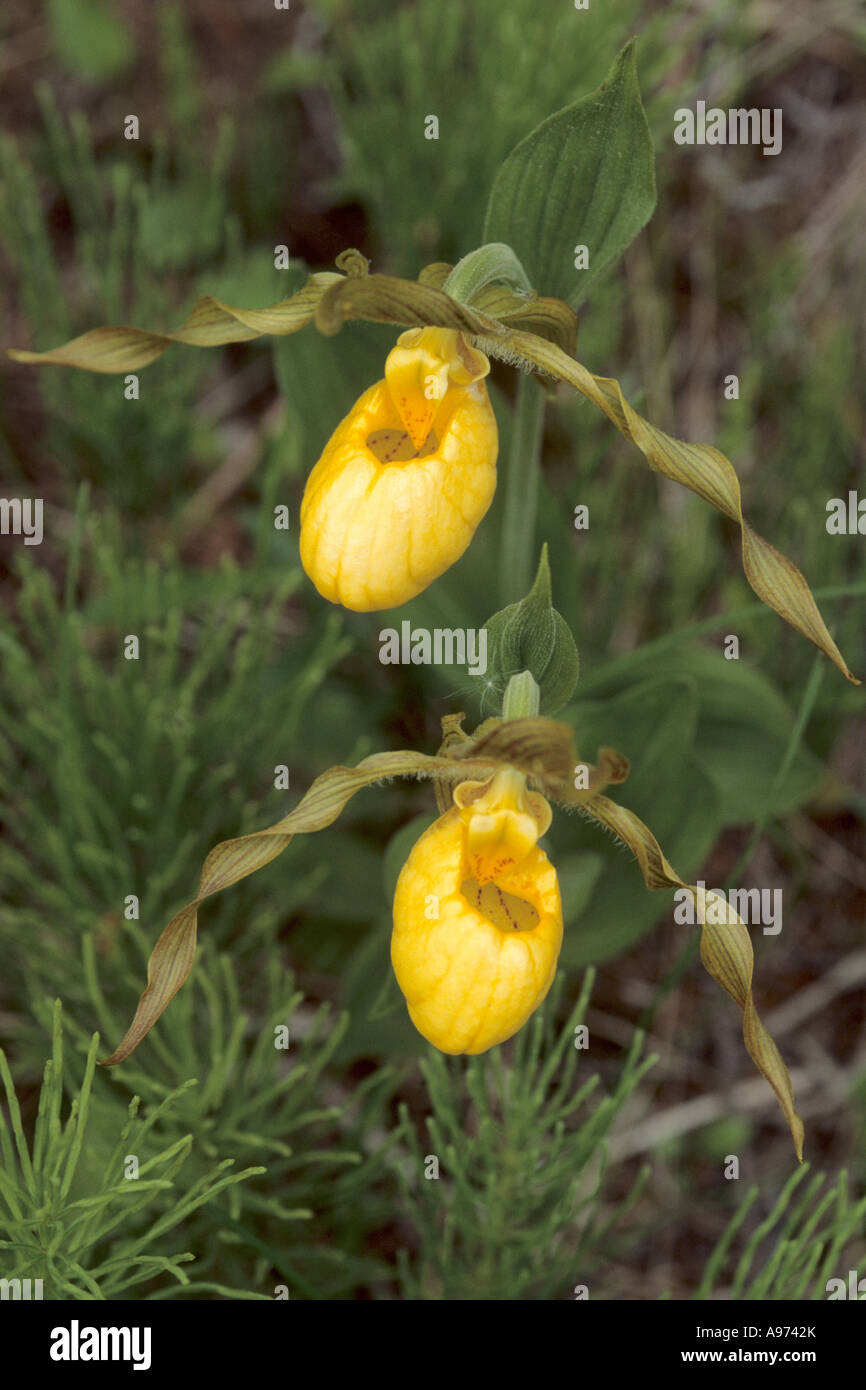 Larger Yellow Lady's Slippers on Manitoulin Island, Ontario, Canada. Stock Photo