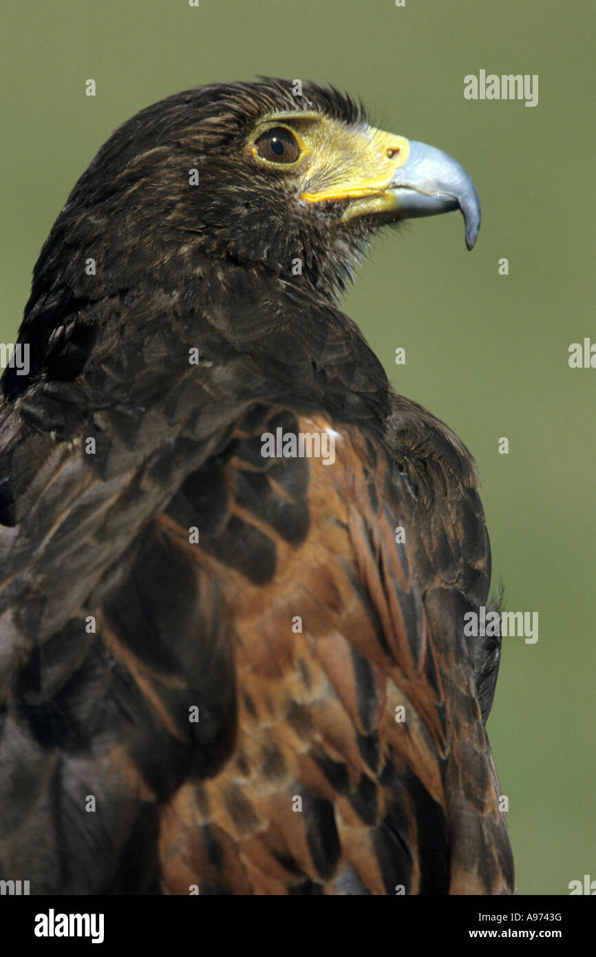 Harris's hawk at a rehabilitation centre. Stock Photo