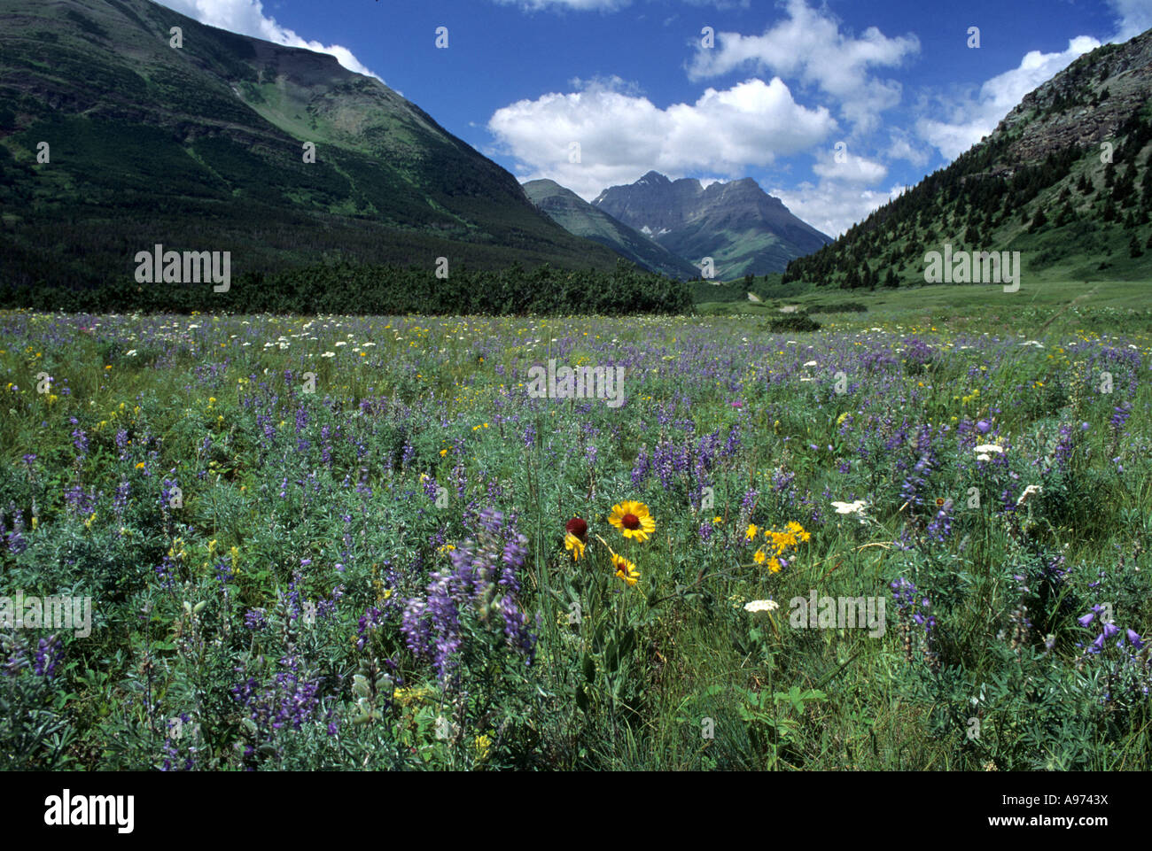 Prairie meets the mountains at Blakiston Valley, Waterton Lakes National Park. Stock Photo