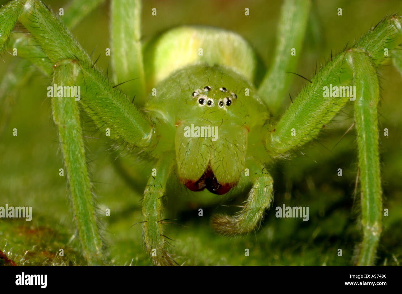Spider Micrommata virescens. UK Stock Photo Alamy