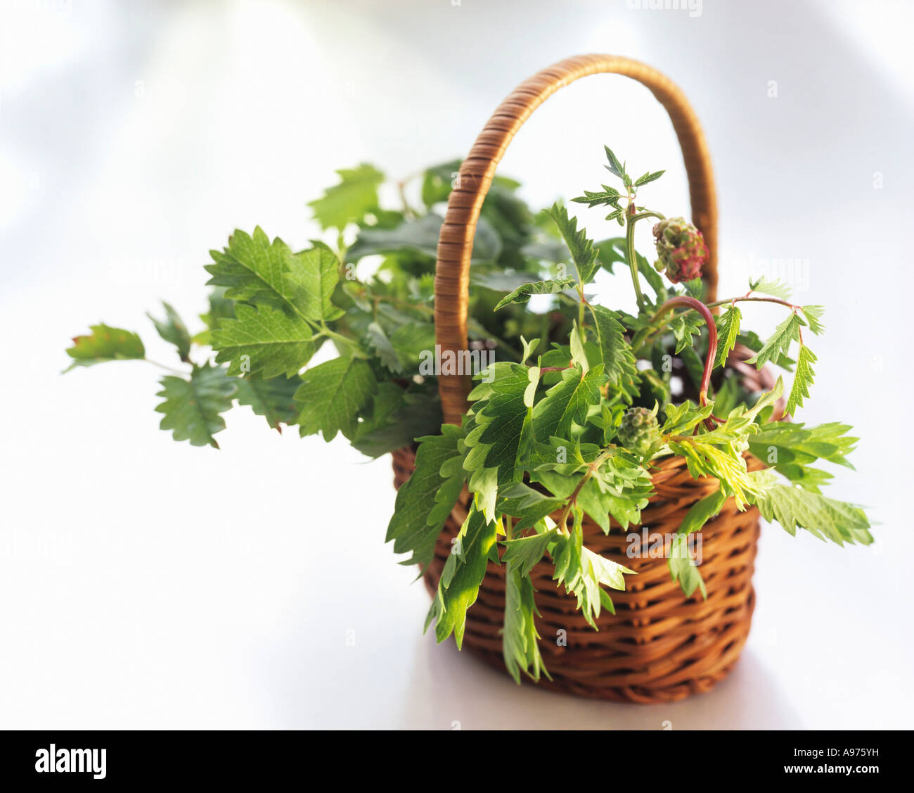 A Basket of Pimpinella FoodCollection Stock Photo