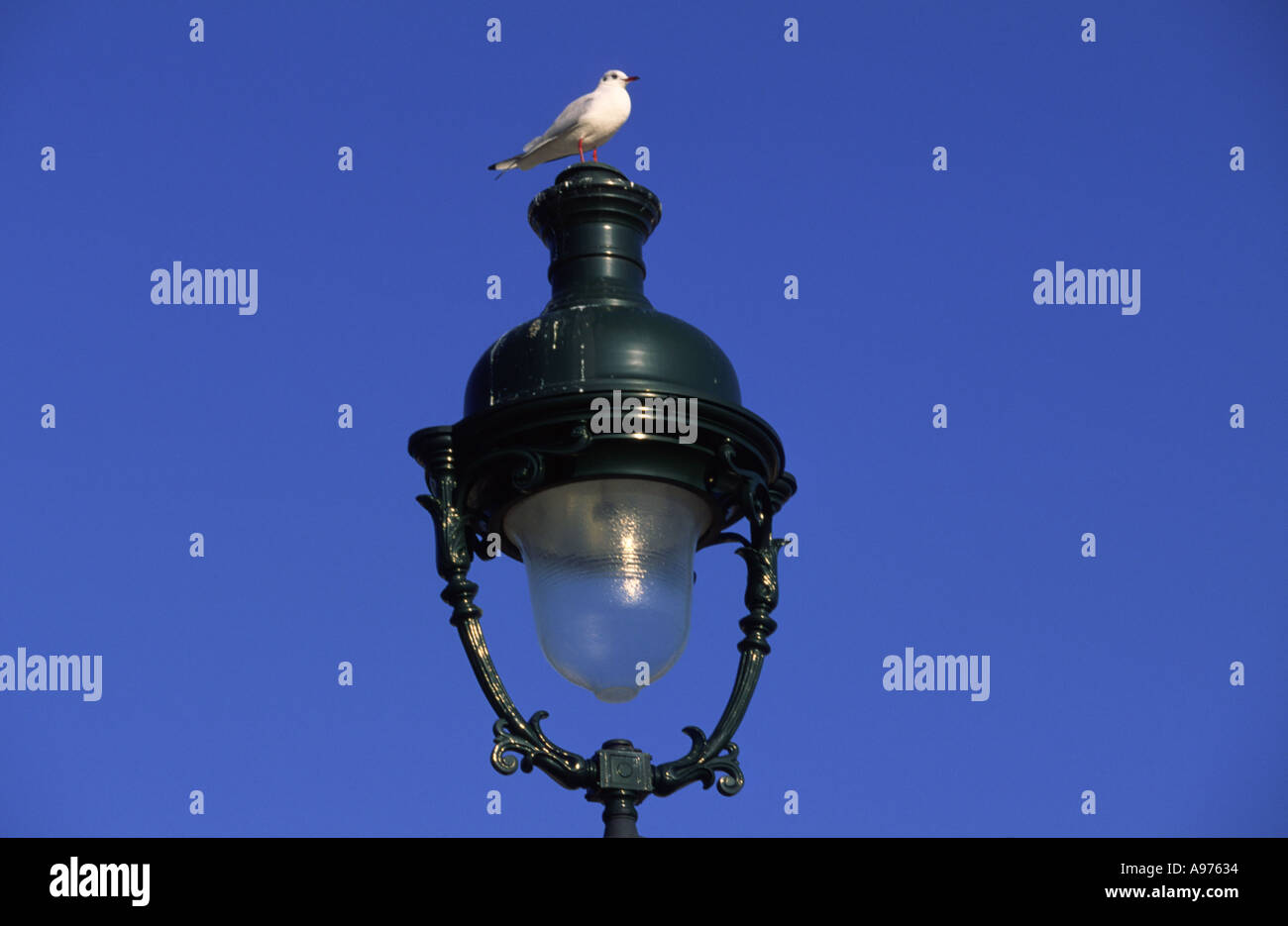 Bird on a lamp in a street Paris France Stock Photo