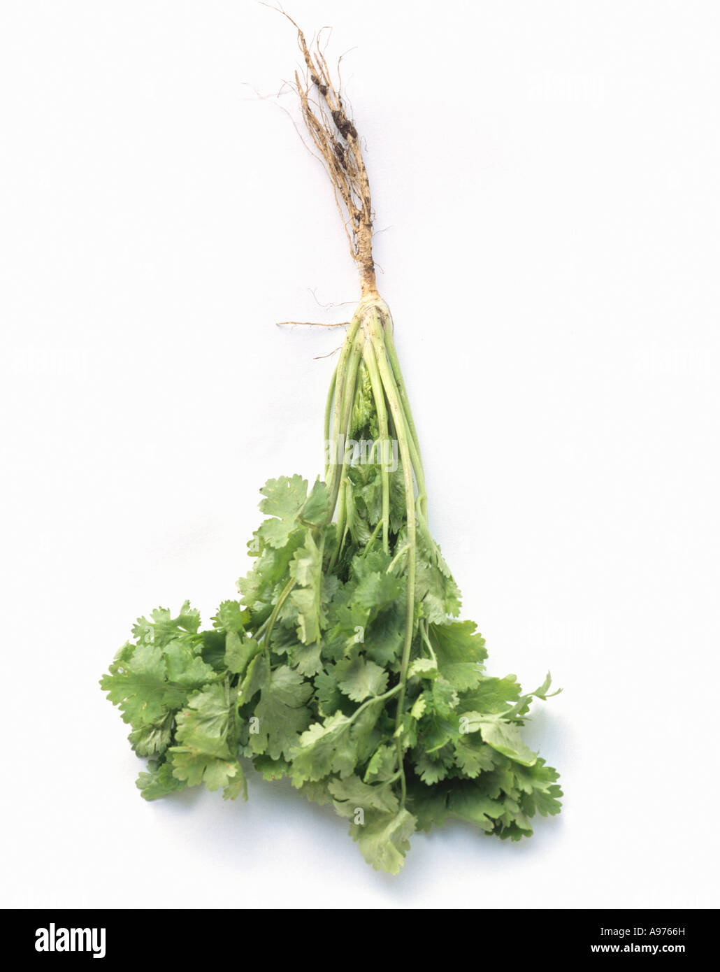 A Bunch of Cilantro FoodCollection Stock Photo Alamy