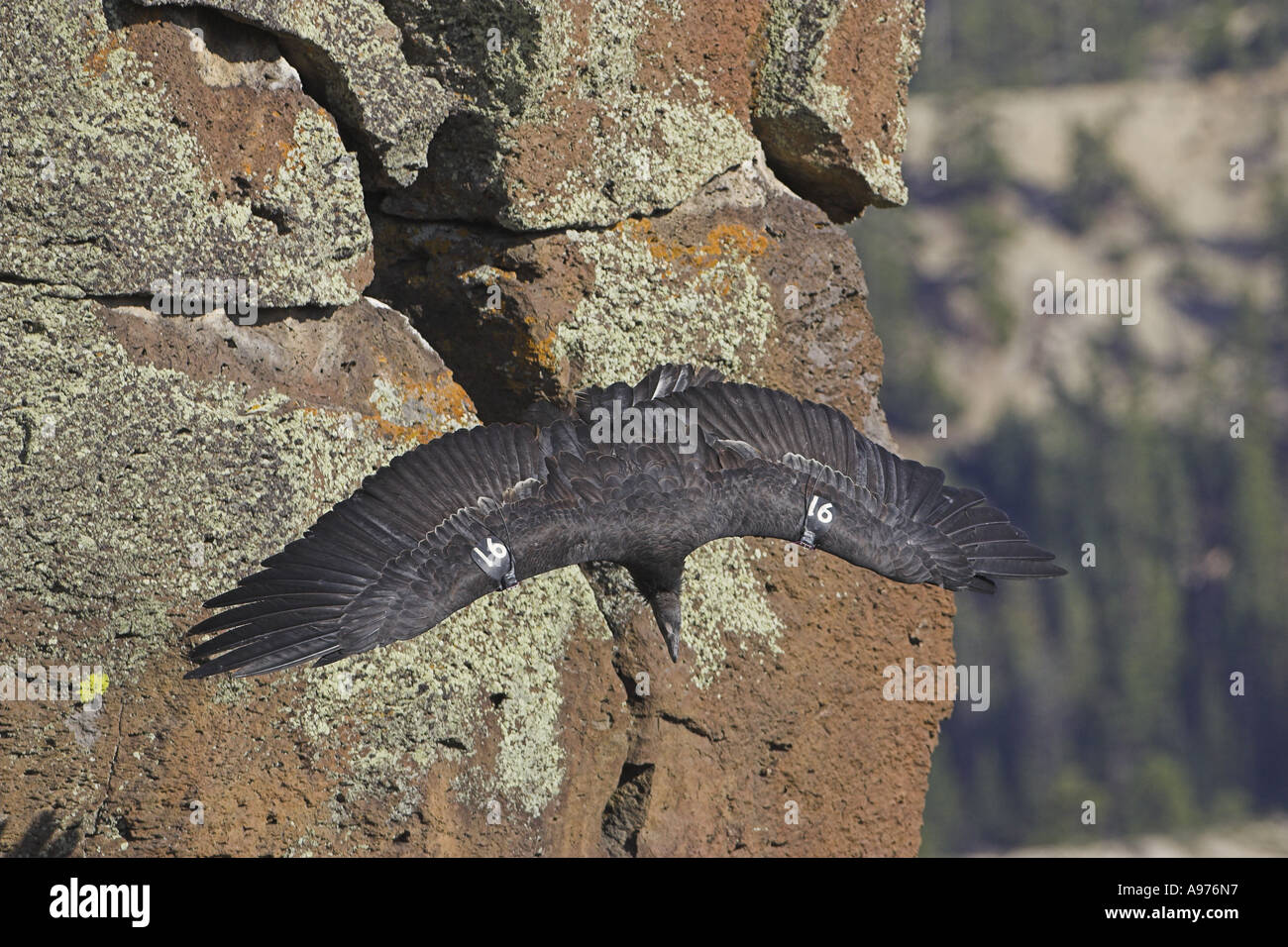 Condors On Rocks Flying california condor hi-res stock photography and images - Alamy