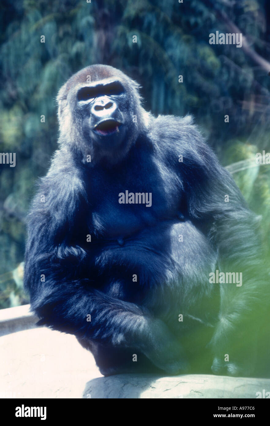 Large gorilla in captivity Stock Photo