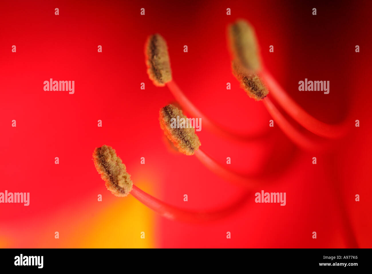 Amaryllis flower staymens red and orange flower macro image abstract Stock Photo