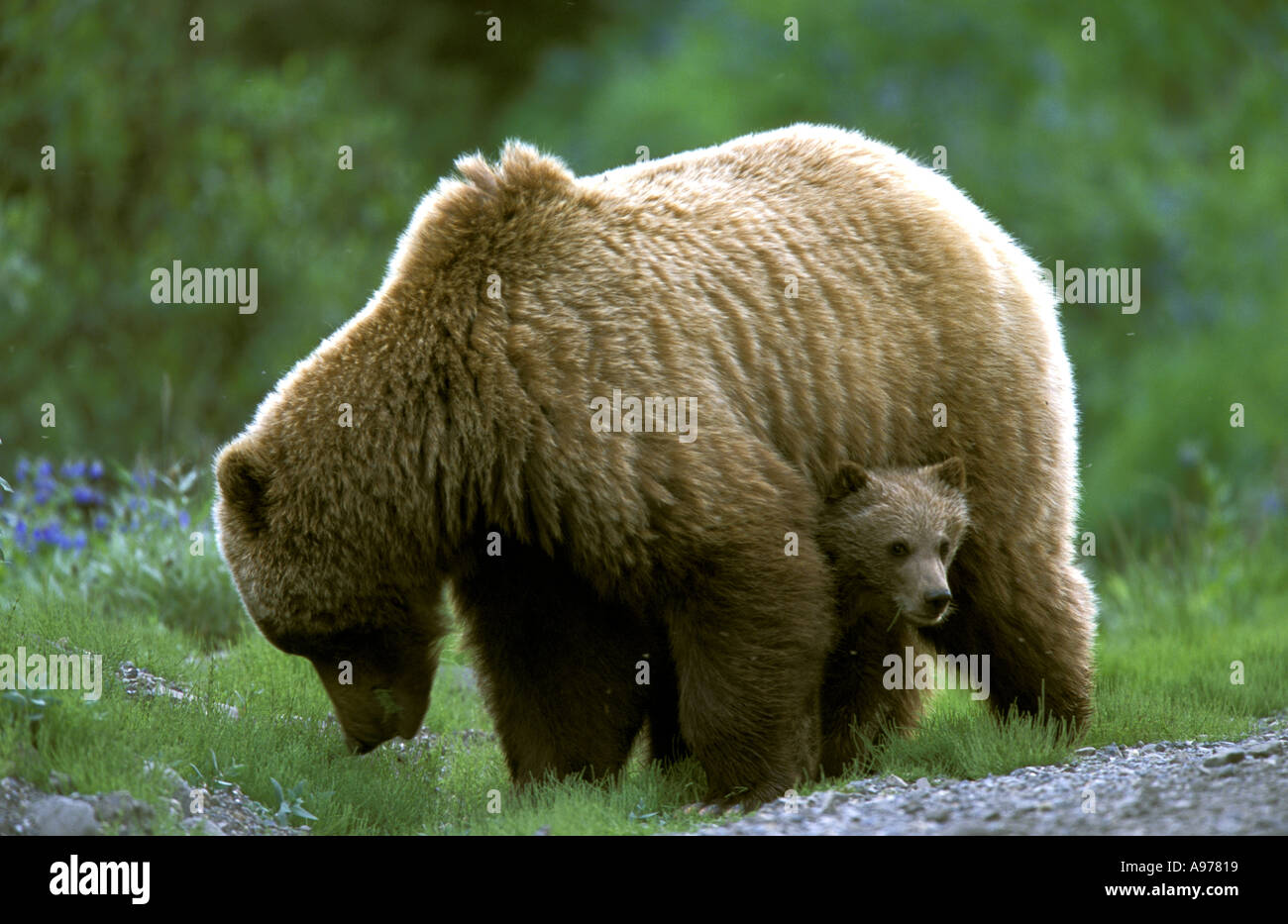 Grizzly Brown Bear Sow and Cub Denali National Park Alaska Stock Photo