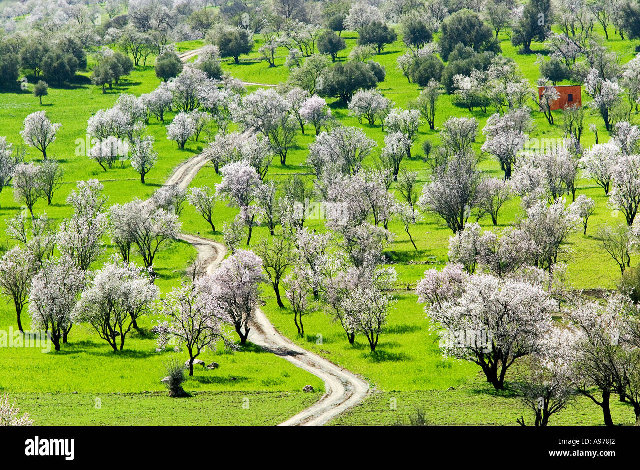 Ourika valley Almond trees Morocco Stock Photo Alamy