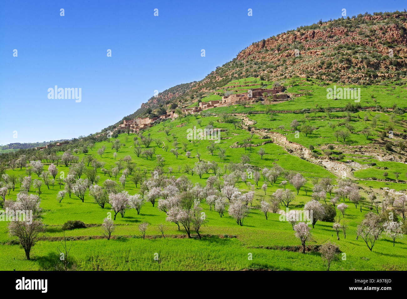 Ourika valley Almond trees Morocco Stock Photo Alamy