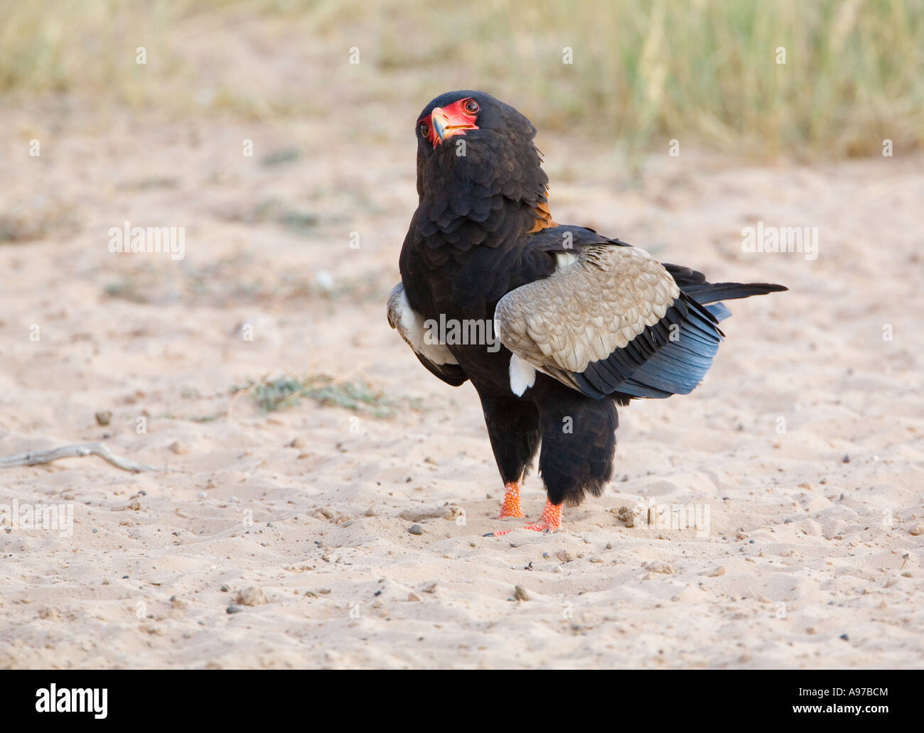 bateleur eagle looking skywards Stock Photo