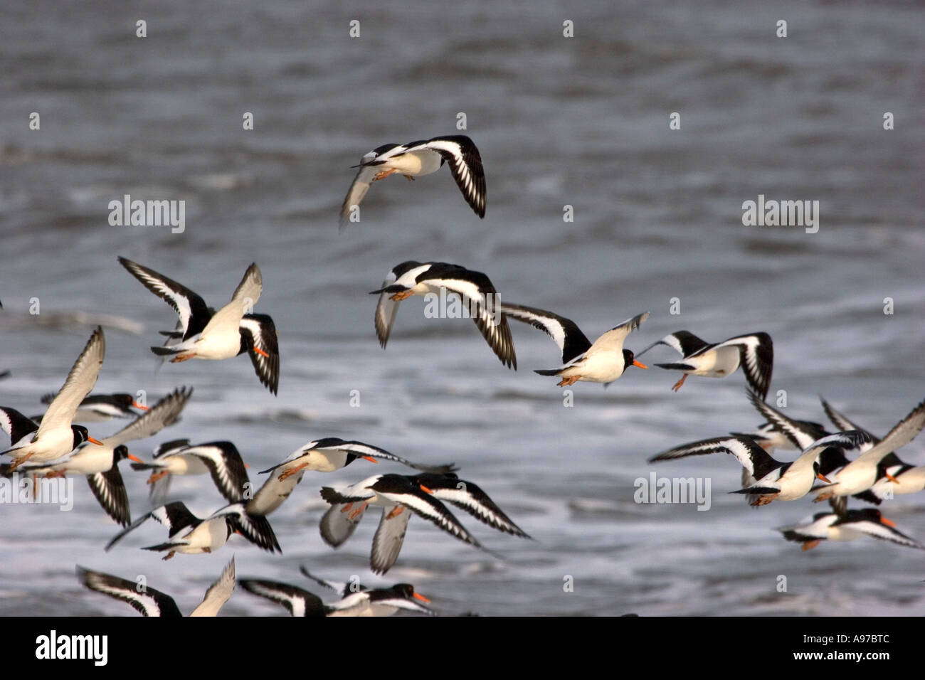 Oyster Catchers in flight at Saltwick Bay on the Yorkshire Coast, England Stock Photo Alamy
