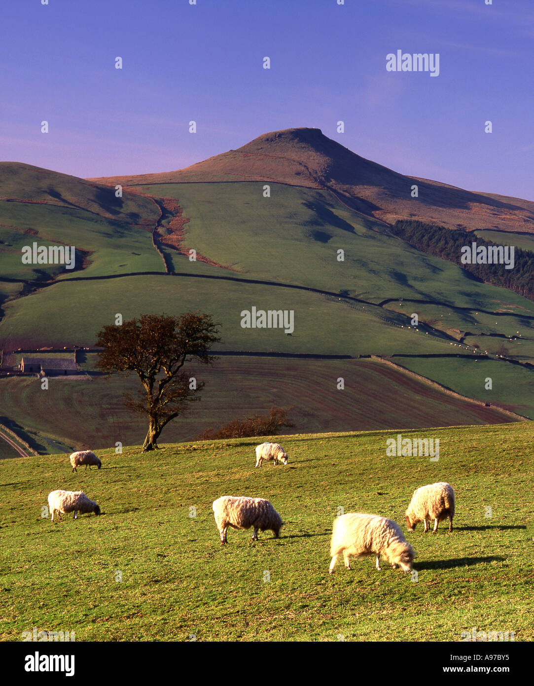 Flock of Sheep Below the Peak of Shutlingsloe, Near Wildboarclough, Cheshire, Peak District National Park, England, UK Stock Photo