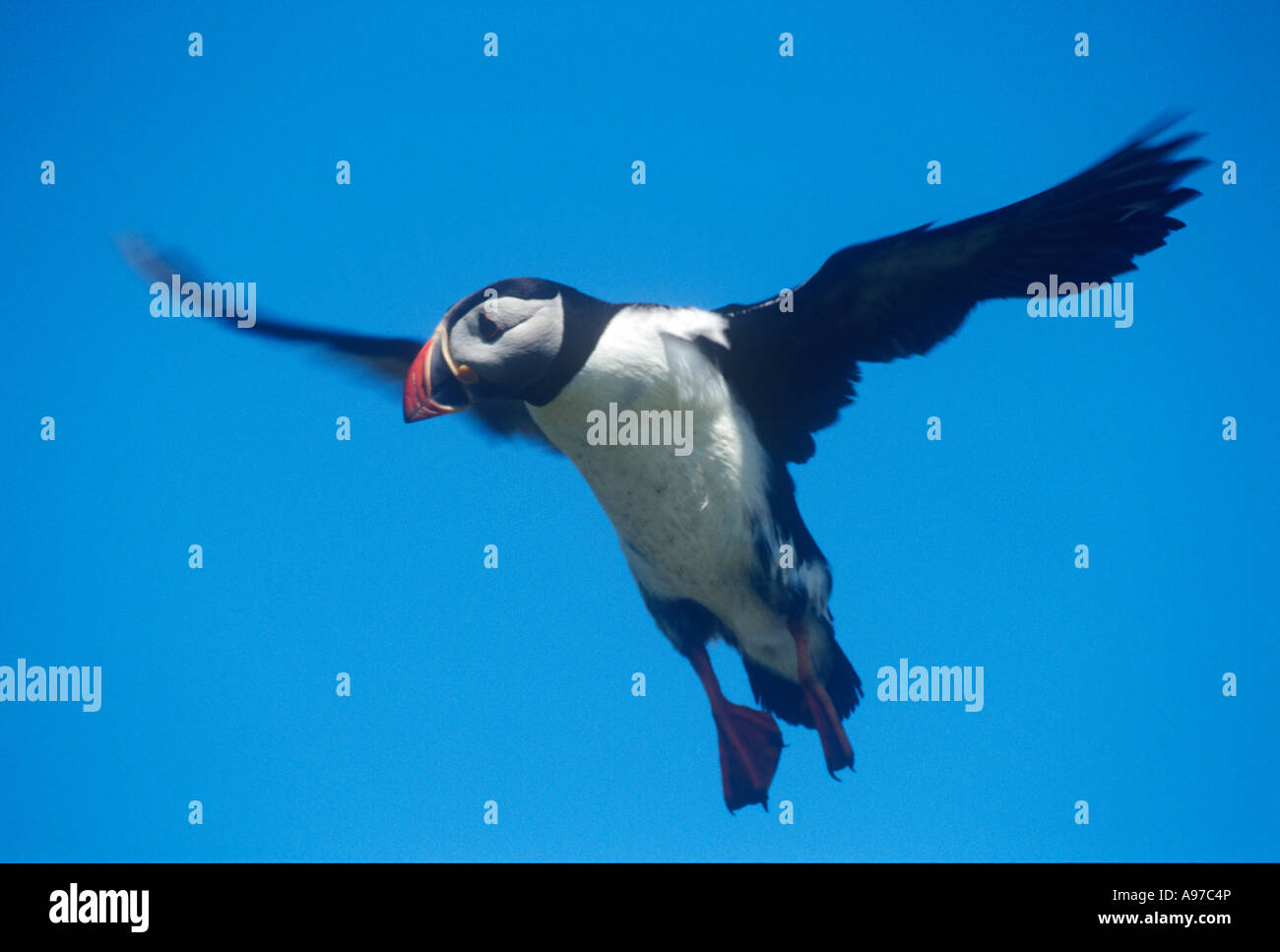 Puffin in Flight Birds Stock Photo