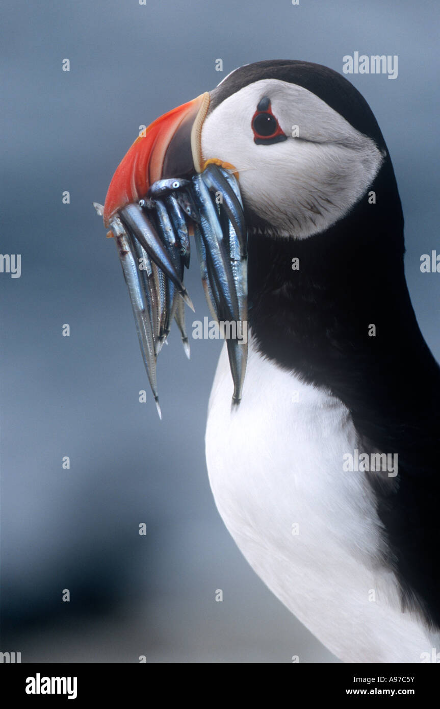 Puffin with Sand Eels Birds Stock Photo