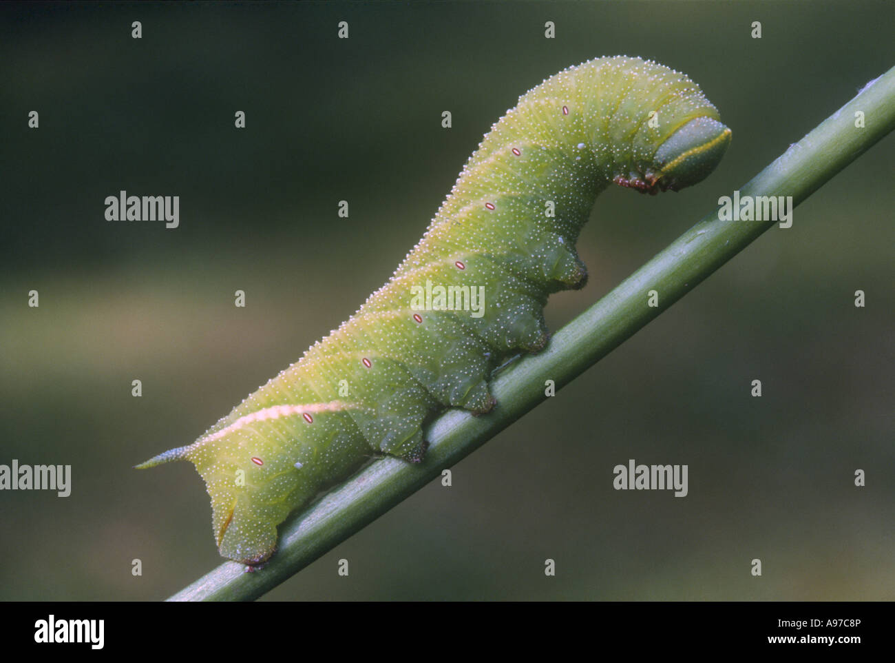 Eyed Hawk Moth Caterpillar Insects Stock Photo