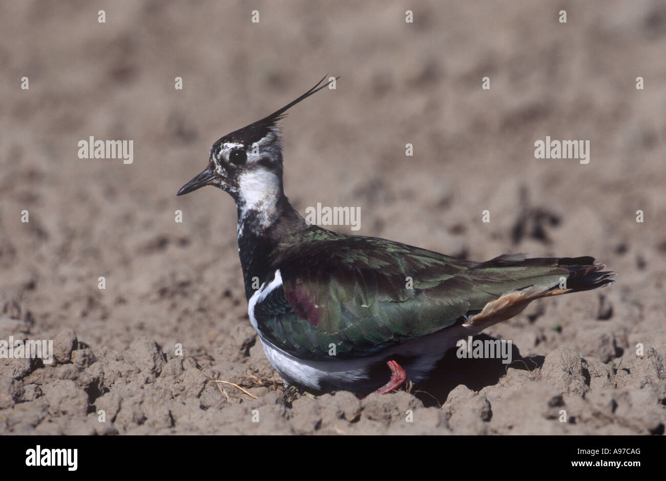 Female Lapwing Settling on Clutch of Eggs Birds Stock Photo