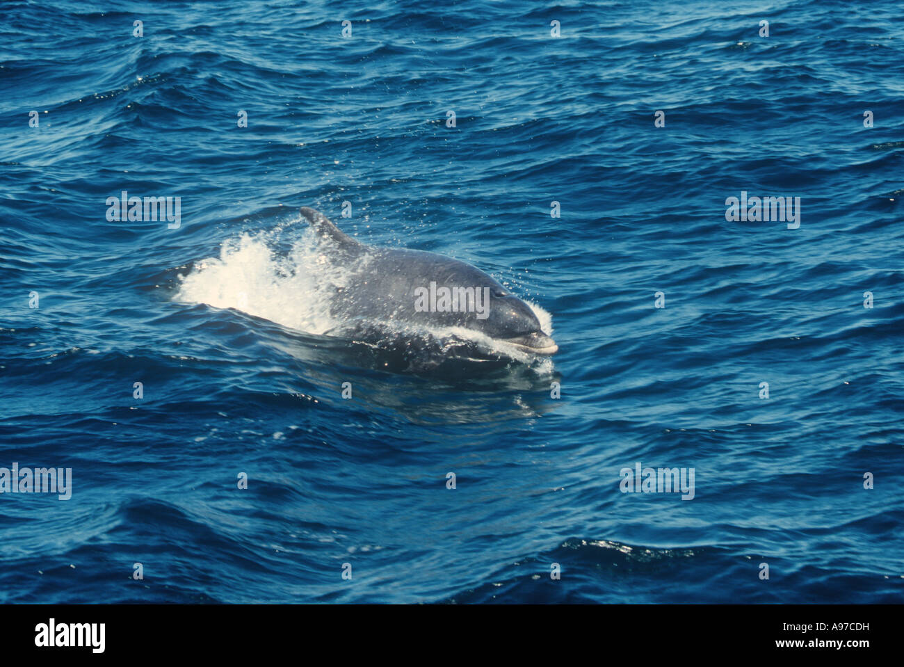 Common Dolphin Marine Stock Photo