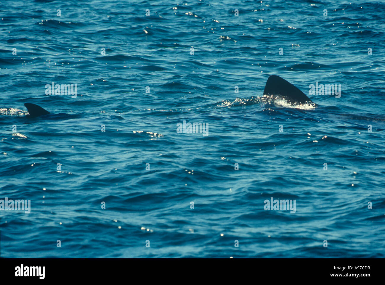 Basking Sharks Marine Stock Photo