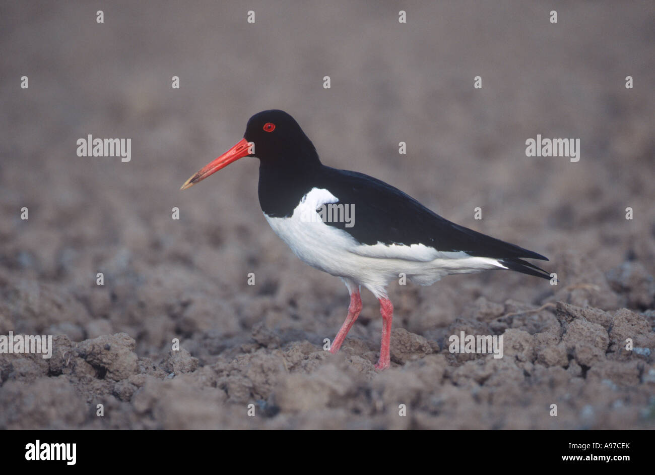 Oystercatcher Birds Stock Photo