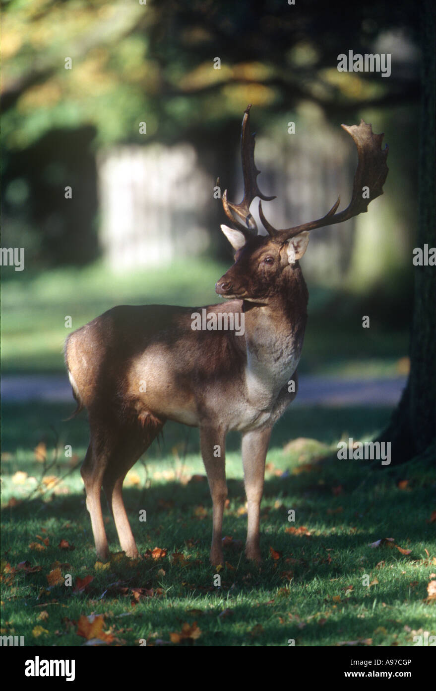 Red Deer Stag Animals Stock Photo