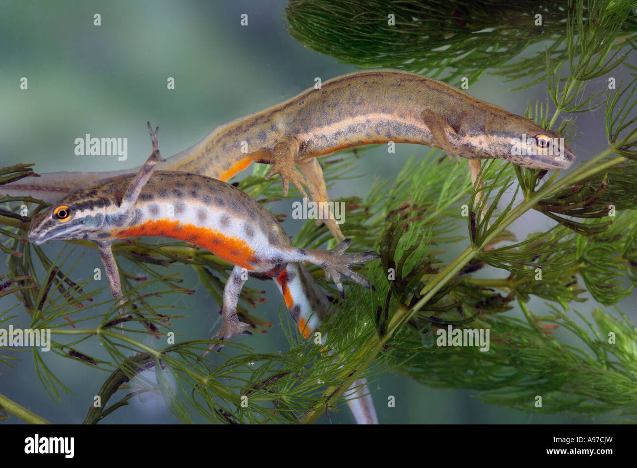 Common Smooth newt (Triturus vulgaris) male and female swimming together in garden pond Gamlingay Cambs Stock Photo