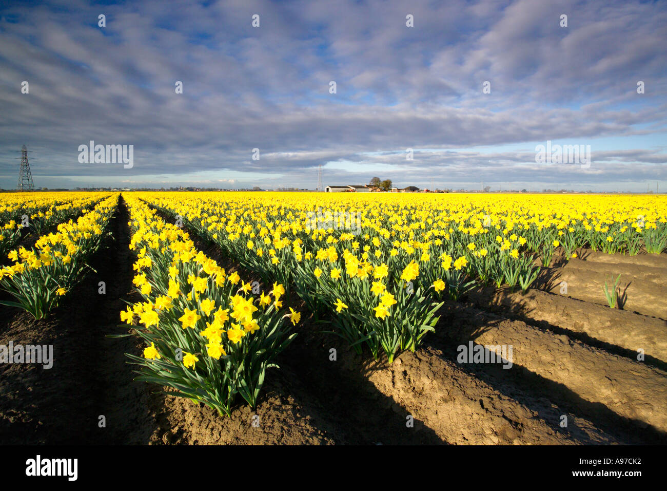 Daffodil fields South Lincolnshire, East Anglia, England Stock Photo