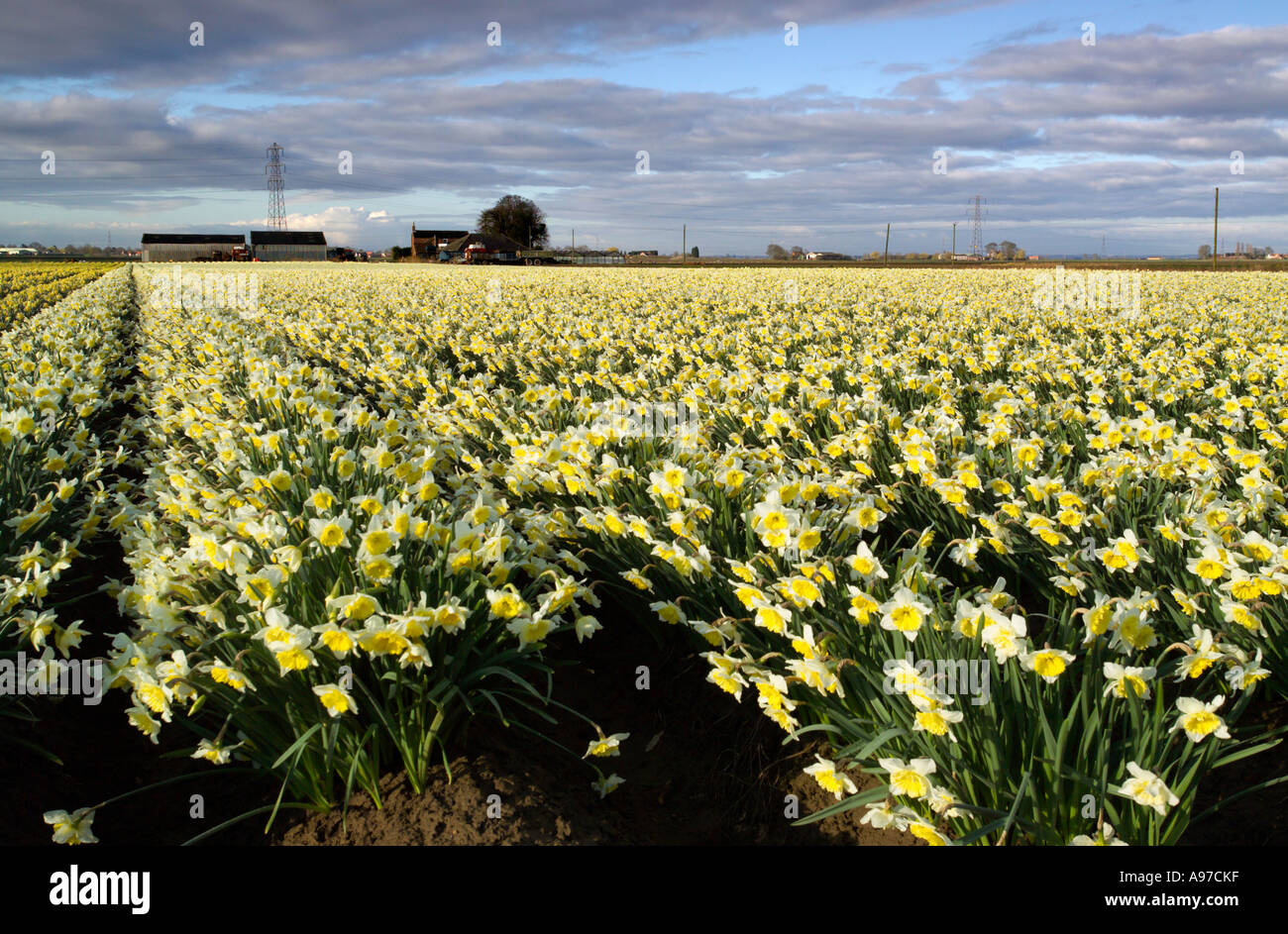 Daffodil fields South Lincolnshire, East Anglia, England Stock Photo